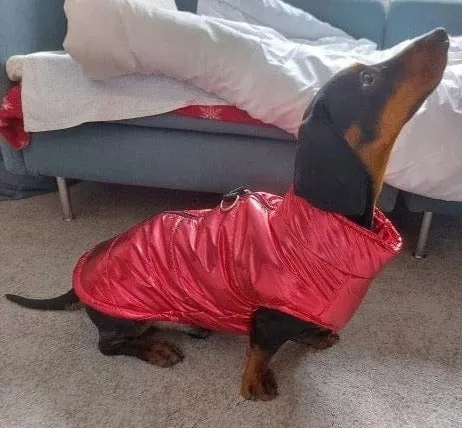 Glossy Waterproof Dachshund Jacket