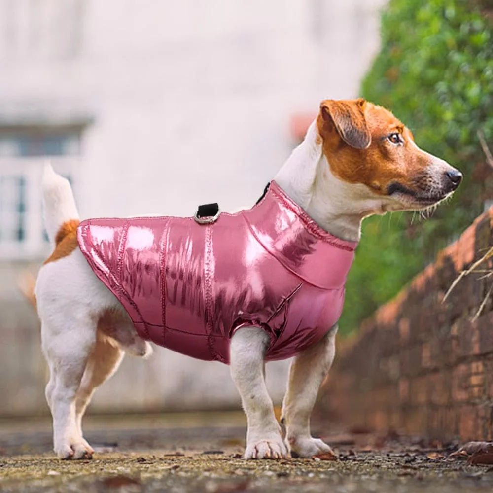 Glossy Waterproof Dachshund Jacket