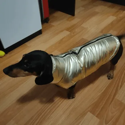 Glossy Waterproof Dachshund Jacket