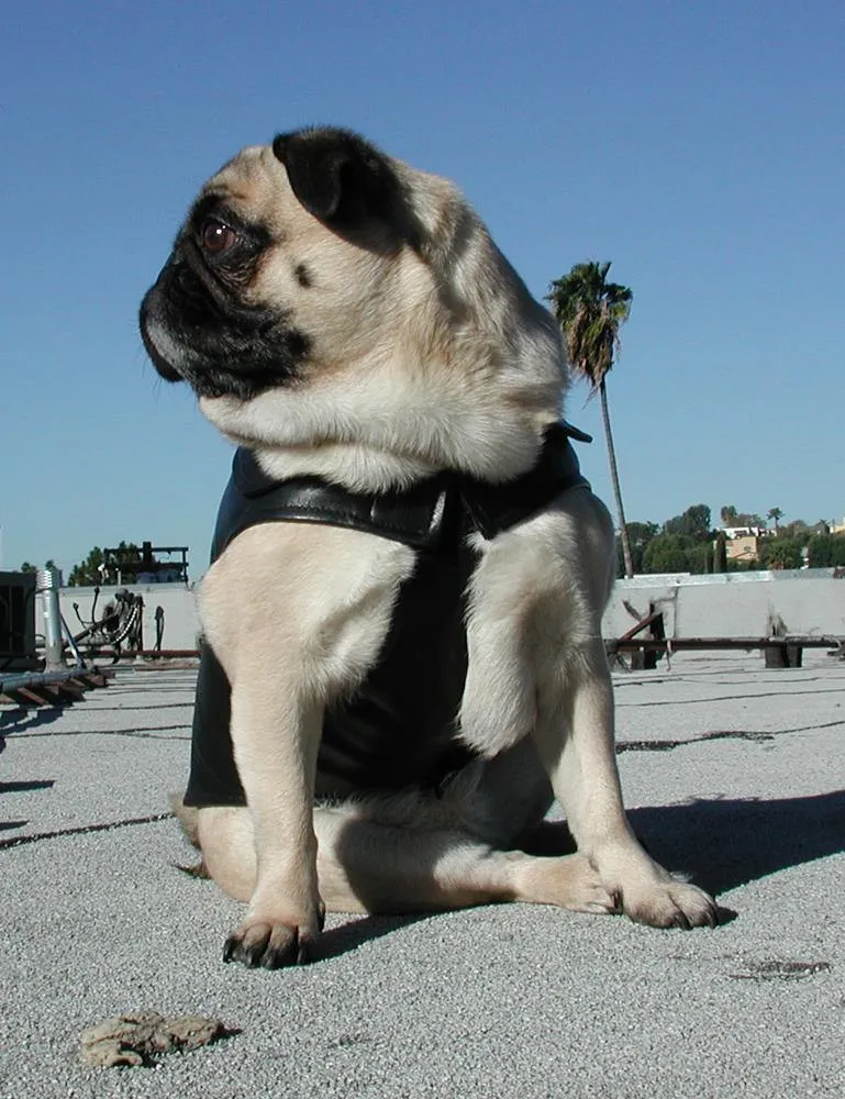 Leather Dog Vest